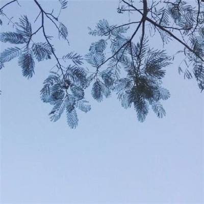 五城十二楼官方版下载